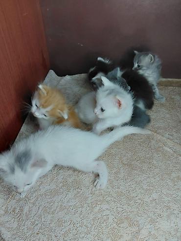 ev iti ucuz: Sevimli balaca pişiklər – bir neçə rəngdə və naxışda: - Rənglər — 2
