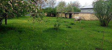 Torpaq sahələrinin satışı: Torpaq satılır Qəbələdə, Daşca kəndində! 🏞️ Təbii gözəlliklərlə -da lalafo.az — 5 Torpaq sahələrinin satışı: Torpaq satılır Qəbələdə, Daşca kəndində! 🏞️ Təbii gözəlliklərlə — 5