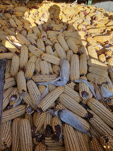 кукуруза сатам: Продаю кукурузу сорт Лимангрей