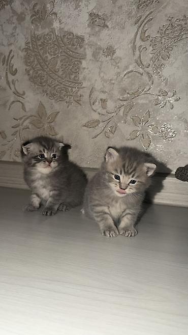 самоед щенок цена: 🐾 Продаются милые пушистые котята! 😻 Ищем любящих и заботливых хозяев — 5