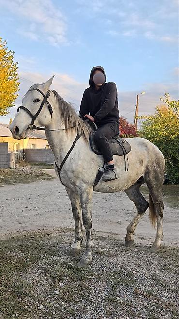 стоимость лошадей: Продаю | Конь (самец) | Для разведения, Конный спорт — 2