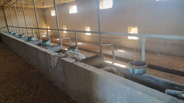 Сельхоз предприятия: Продаю Ферма КРС, 12 соток, Действующий, С оборудованием, Электричество, Скважина, Холодная вода — 6