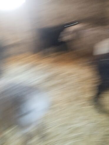 Бараны, овцы: Продаю | Баран (самец) — 21