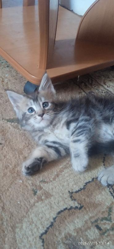 Животные: Гиганты Кошачьего мира❤️ Мейн-Куны❤️❤️❤️Мини питомник не клеточного — 2