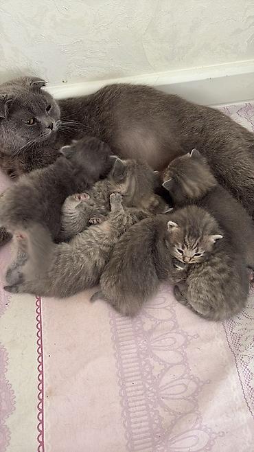 Кошки: Шотландская вислоухая — 2