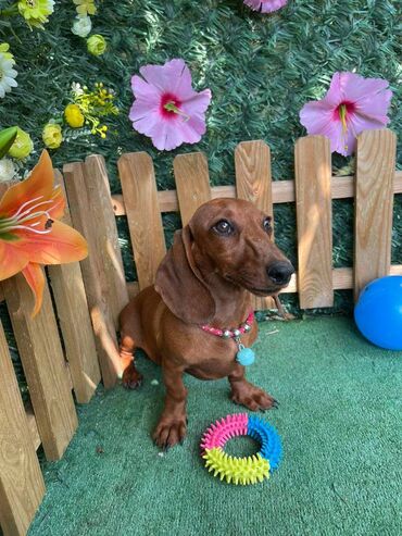 Psi: Odgajivacnica pasa "Happy Puppies" iz Novog Sada ima u ponudi stence — 9