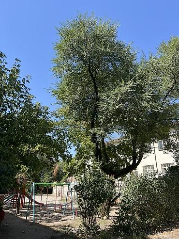 квартира город балыкчы: 2 комнаты, 47 м², парк Панфилова / стадион Спартак Индивидуалка, 5 этаж, Требуется ремонт — 5