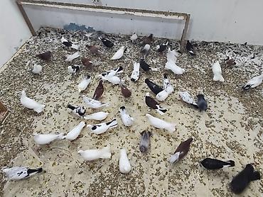 Digər heyvanlar: Satılır 4 manatdan hamsi tutulma heyvanlardir unvan Baki rayonlara — 6