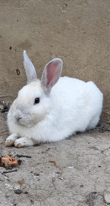 ag gilas murebbesi: Ağ dovşan, təmizdir, sağlamdır, qidalanması rahat və asandır. özü
