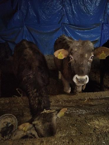 Коровы, быки: Продаю | Бык (самец) | Полукровка | На откорм | Привязанные — 13