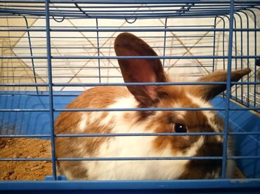 Декоративные кролики: Породистый декоративный карликовый кролик продажа 1500 сом, самец на