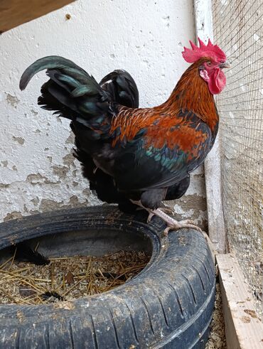 Xoruzlar: Saf qanlı Astralorp xoruzlar cütü 80 azn - Növ: astralorp cinsi — 14