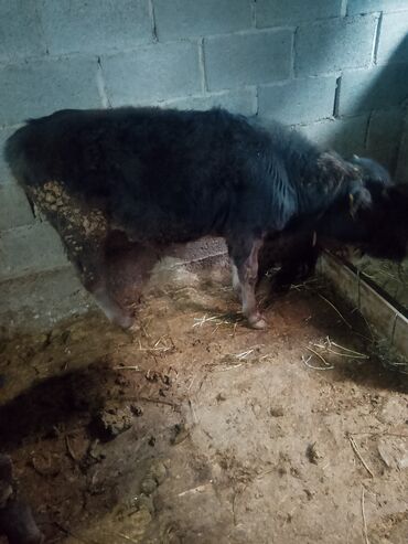 Коровы, быки: Продаю | Музоо, торпок | Полукровка | На откорм | Привязанные — 5