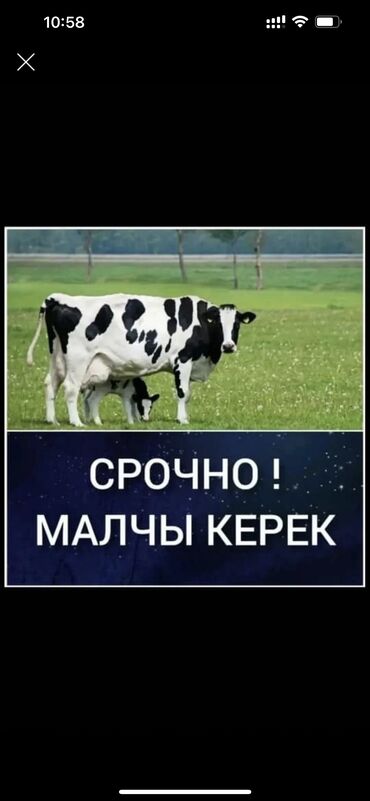электронный пастух: Требуется Пастух, Оплата Ежемесячно