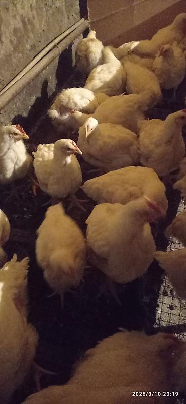 Сухофрукты, орехи, снеки: Диска бар 17.5/14/15/12же алмашуу 16р дискага — 12