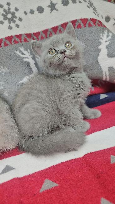 quş: Tabbi, Erkək, Yaxşı əllərə, Ünvandan götürmə — 4