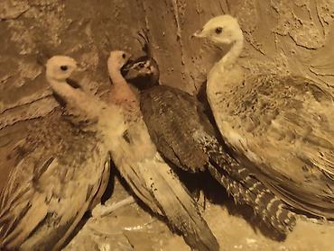 ov quşları: Tovuz quşu balası (paun cücəsi) - Növ: Tovuz quşu (peafowl) – gənc — 6