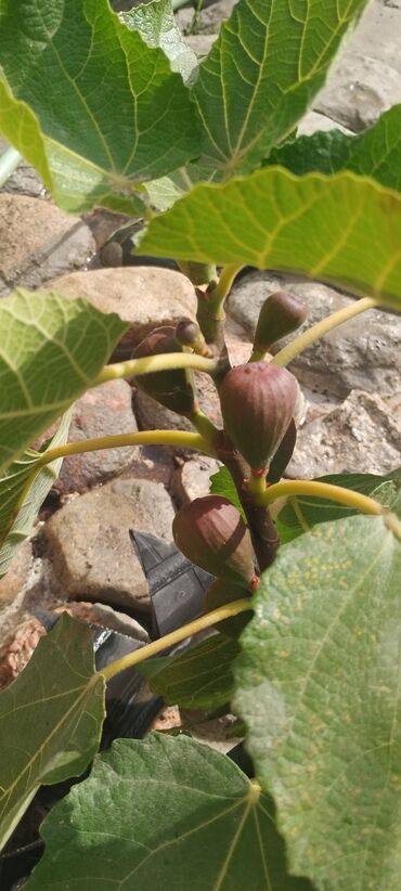 Фрукты и ягоды: 📍Продаю инжир 1 год 7 месяцев плодоносящий, через 2-3 месяца можно — 7