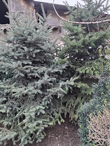 Ель: Ель голубая (Picea pungens ‘Glauca’) – крупномерные экземпляры для — 2