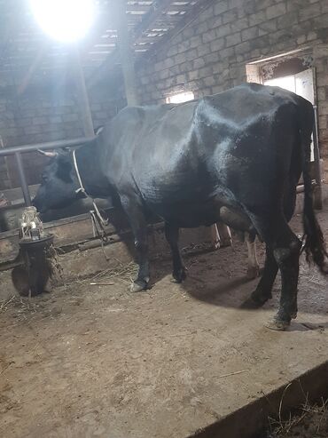 Inəklər, öküzlər: Dişi, il: 2, Südlük, Ünvandan götürmə