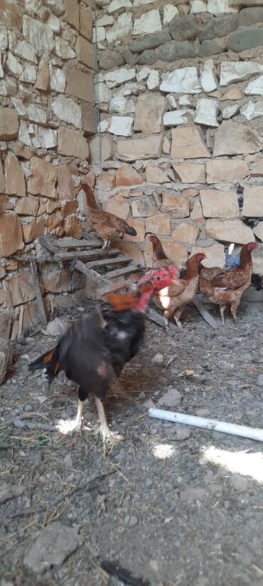 madecassol qiymeti azerbaycanda: Salam hamisi yumurtuyan heyvanlardi hoptum satilir heyratida var