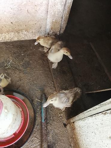 arpanın qiyməti: Macar ördeyi lal 5 manatdan 10 manata qədər qiymetlerle — 9