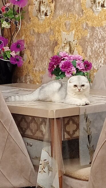 ağ pişiy: Şinşilla, Dişi