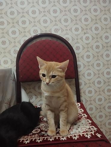 котята пушистые: Кошка даром: Беспородная, Мальчик — 2