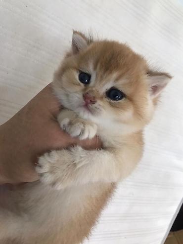 Pişiklər: Britan — 7