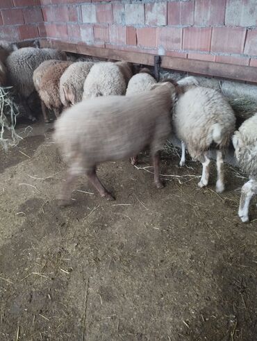 Qoyunlar, qoçlar: 10 eded quzu 4erkey və 6disi qiymət alıcıyla razılaşma yolu ile.Cox — 4