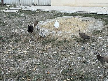 qus nomreleri: Tovuzquşu balaları - Ağcabədi rayonunda yerləşir. - cütü 150 azndir — 9