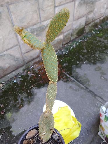 mini orhideje: Opuncija “Bunny ears” (Opuntia microdasys) u saksiji - Sukulent sa — 1