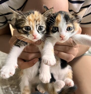 сиамские котята: Девочка