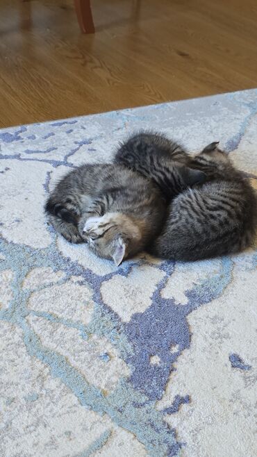 приют для кошек в баку: Кошки