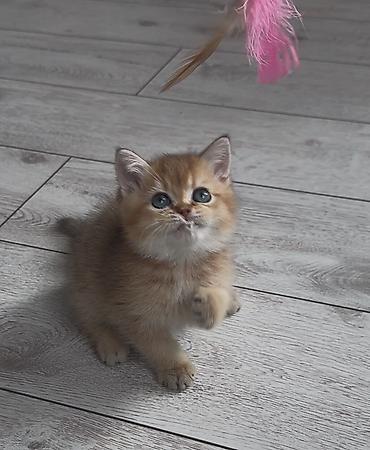 Продажа кошек: Скотиш Страйт (Шотландская прямоухая), 2 месяца, Мальчик, Золотая шиншилла, Приучена к лотку — 1