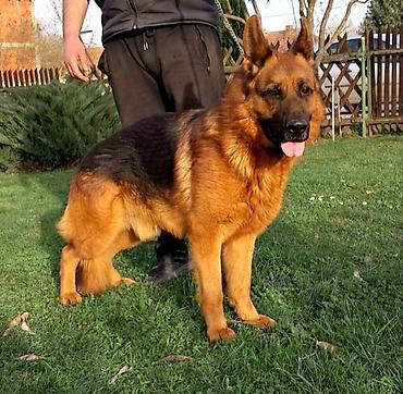 Pets & Animals: Na prodaju 2 ženska šteneta Nemačkog ovčara, lepog eksterijera sa — 7