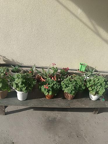 Продаю комнатные цветы. Цены разные