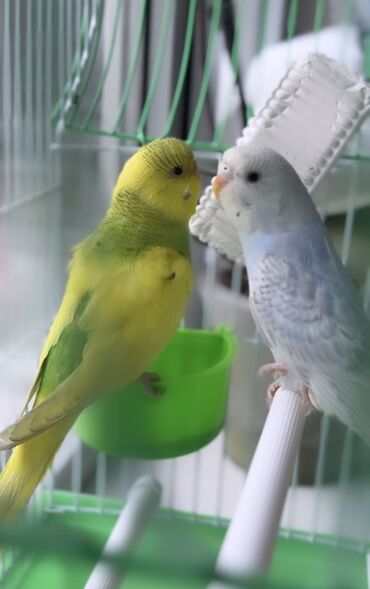 попугай разговаривающий: Волнистые попугаи с корзинкой