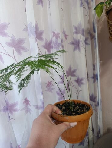 Другие комнатные растения: Аспарагус — изящное комнатное растение, известное своей воздушной и at lalafo.kg — 4 Другие комнатные растения: Аспарагус — изящное комнатное растение, известное своей воздушной и — 4