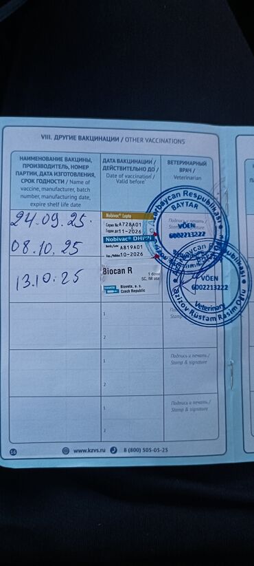 İtlər: Pudel, Sənədli — 6