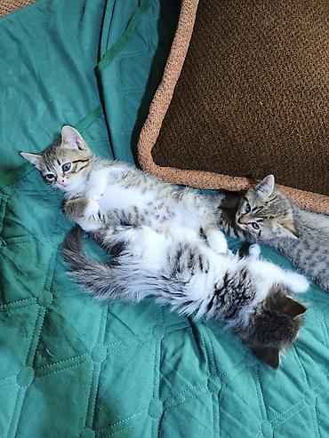 Отдам даром кошку: Кошка даром: Беспородная, Девочка — 10