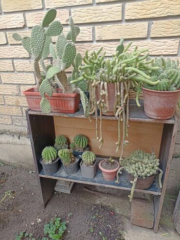 Vaze i saksije: Bоја - Zelena, Novo na lalafo.rs — 5 Vaze i saksije: Bоја - Zelena, Novo — 5