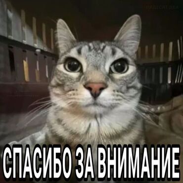 Другие специальности: Ищу работу срочно! 16 лет для приобретения опыта, развития навыков и at lalafo.kg Другие специальности: Ищу работу срочно! 16 лет для приобретения опыта, развития навыков и