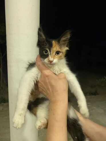 pişiyə verilən adlar: Tabbi, Dişi
