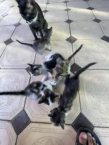 котята норвежской лесной кошки: Очаровательные котята от домашней кошки - Помет из нескольких — 5