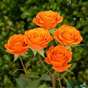 Садовые цветы и кустарники: Саженцы цветка: Розы — 2