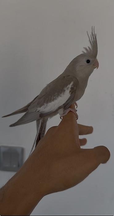 корелла: Korella tutuquşusu balası. Ağ üzlü (Whiteface) mutasiyasıdır. Rəngi — 2