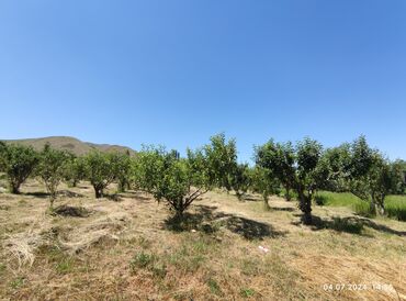 Продажа участков: 255 соток, Для сельского хозяйства — 8