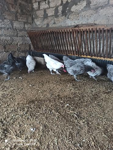 atlar: Toyuq, Australorp, Damazlıq, Ünvandan götürmə, Ödənişli çatdırılma — 7