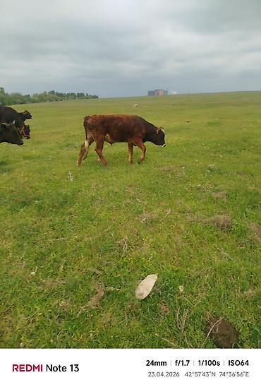 Коровы, быки: Продаю | Бык (самец) — 17
